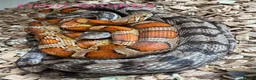 Snake reptiles for sale: Mixed Snakes - Advert 23