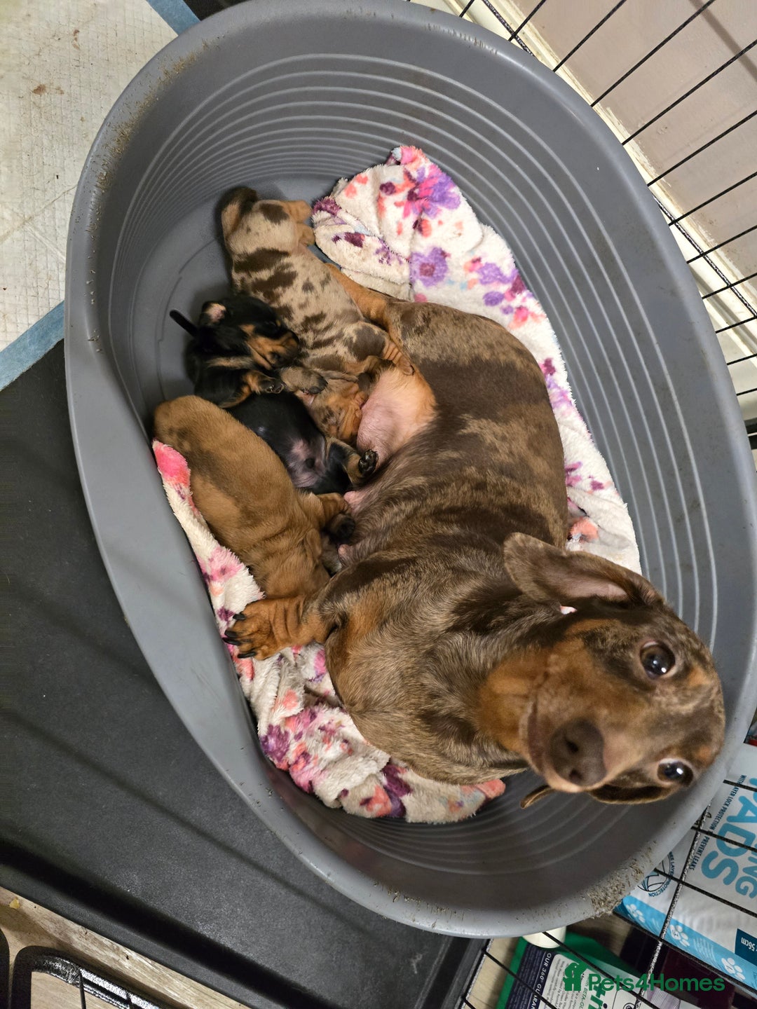 Miniature Dachshund dogs for sale: 💙Beautiful Miniature Dachund Puppies💙 - Advert 7