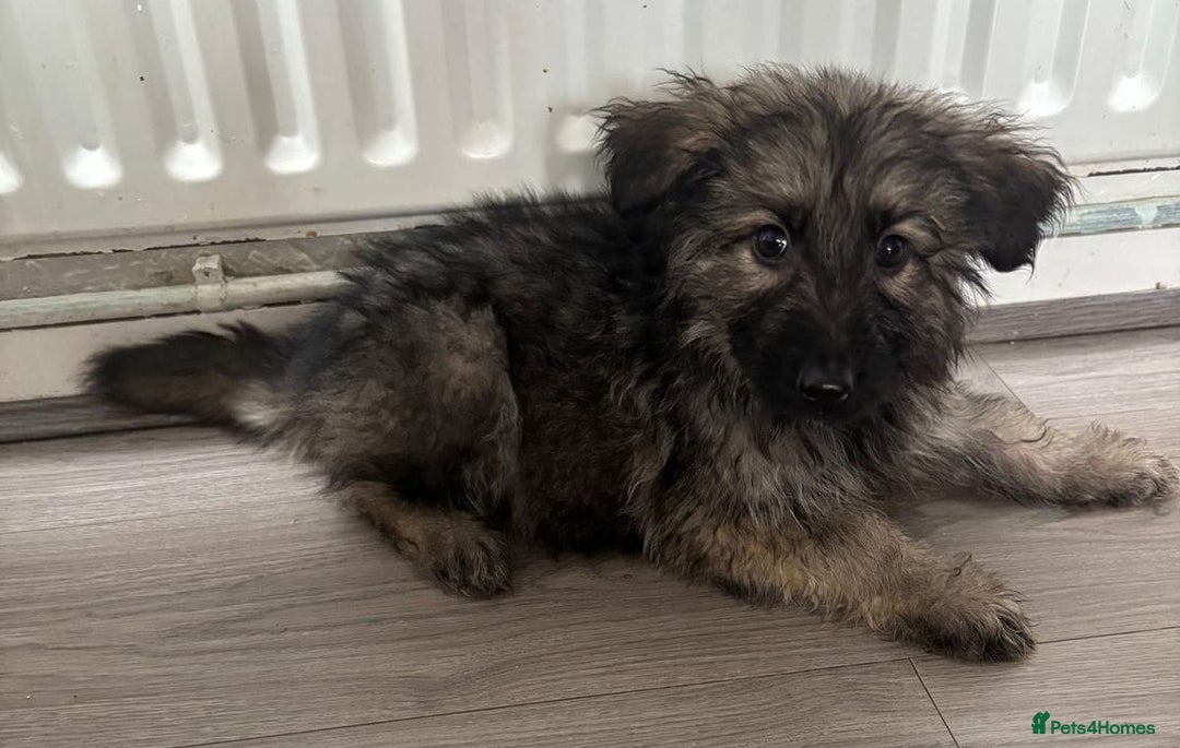 German Shepherd dogs for sale: German shepherd puppies - Image 13