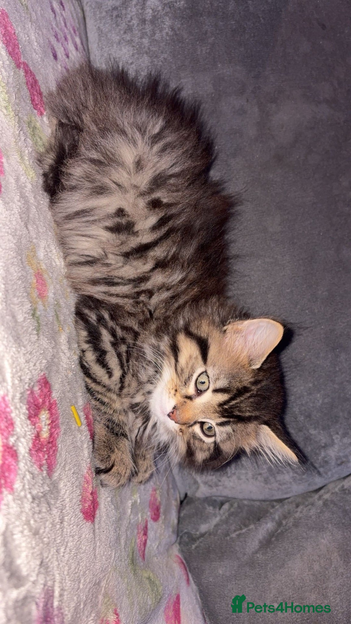 Maine Coon cats 2  XL Full Maine coon kittens  - Advert 1