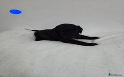 Cockapoo dogs for sale: Cockapoo puppies for sale - Image 3