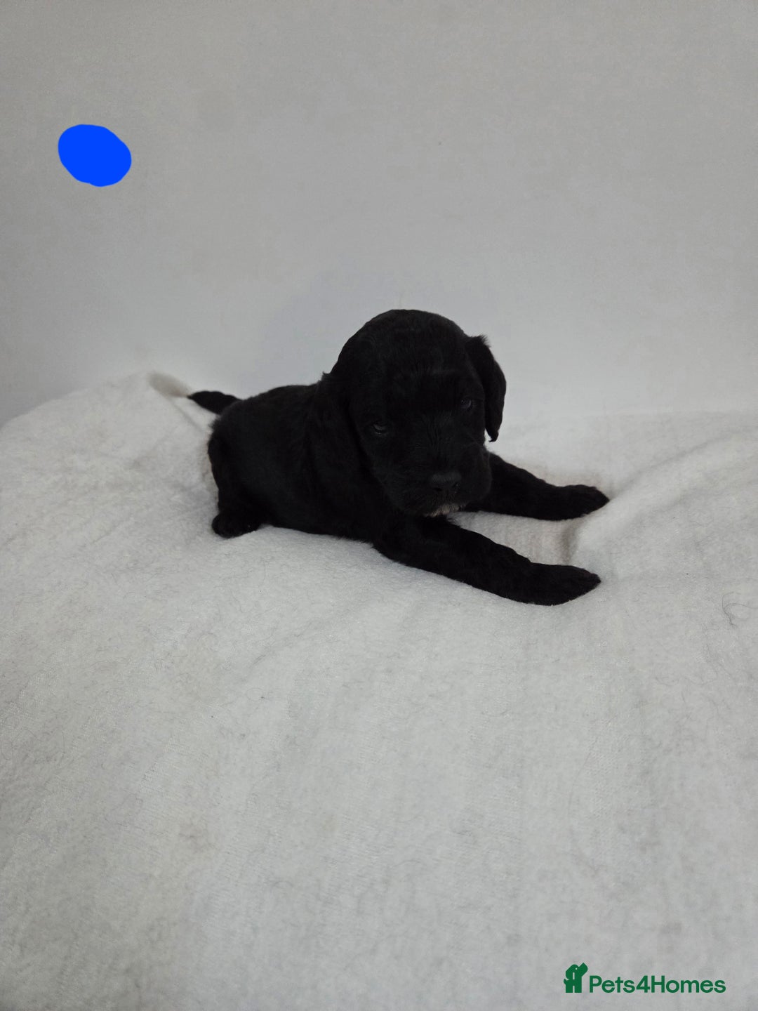 Cockapoo dogs for sale: Cockapoo puppies for sale - Image 3