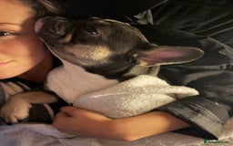 French Bulldog dogs for sale: French Bulldog looking for a forever home. - Image 6