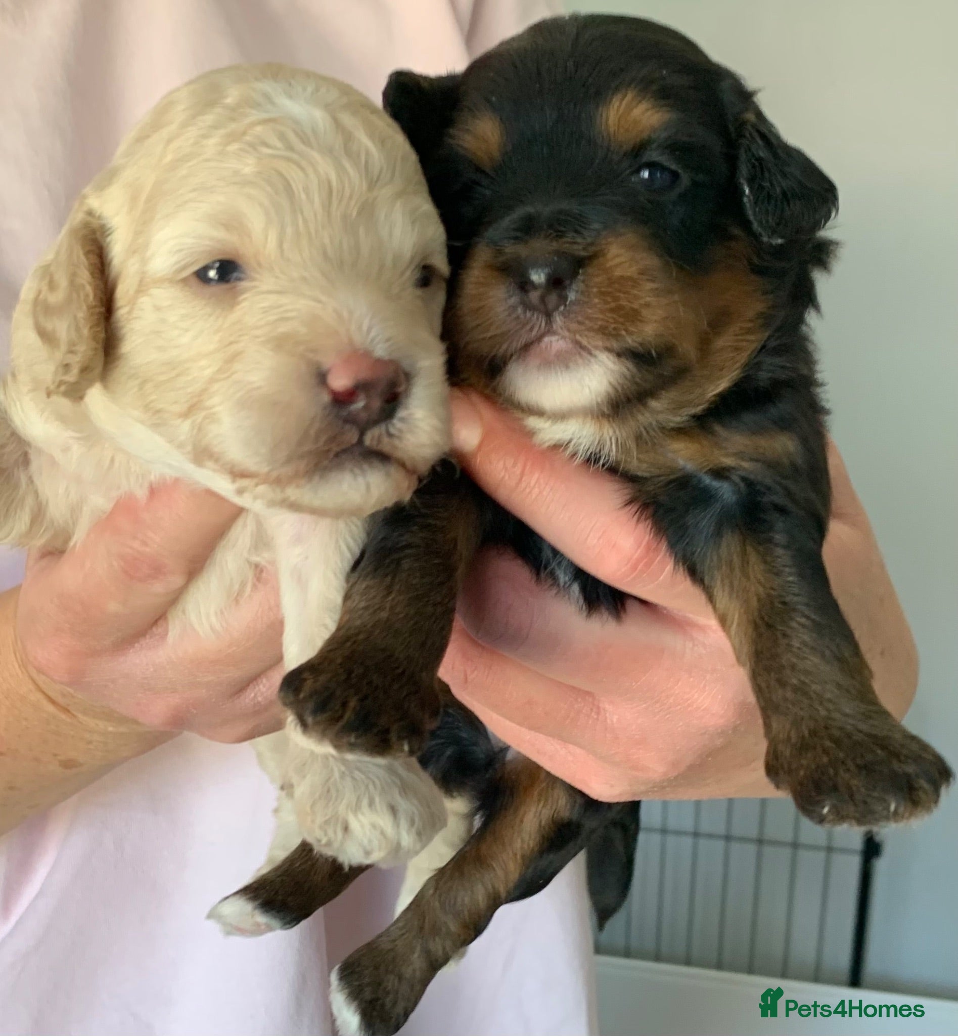 Cavapoochon dogs F1b Cavapoochon puppies - Advert 3