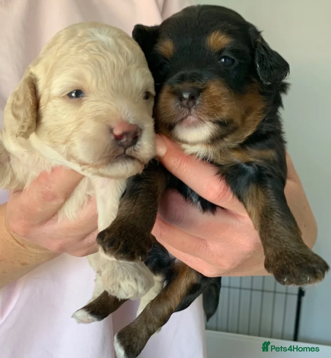 Cavapoochon dogs for sale: F1b Cavapoochon puppies x2  - Advert 2