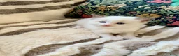 Ragdoll cats for sale: Beautiful bicolour & point Ragdoll kittens  - Advert 18