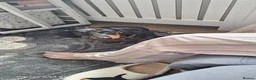 Dachshund dogs for sale: Dashund 1 girl to rehomed  - Advert 2