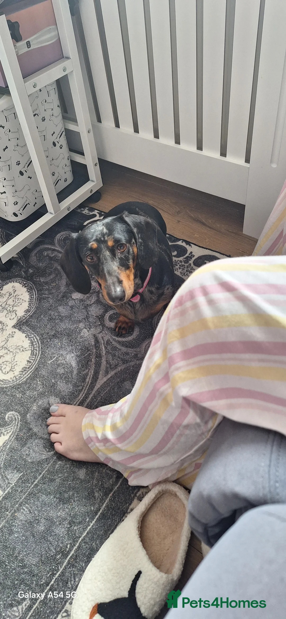 Dachshund dogs for sale: Dashund 1 girl to rehomed  - Advert 2