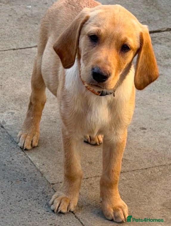 Labrador Retriever dogs Last girl stunning KC vet checked 1st vaccination  - Advert 1