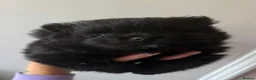 Pomeranian dogs for sale: Full black boy pomeranian  in Banstead - Advert 7