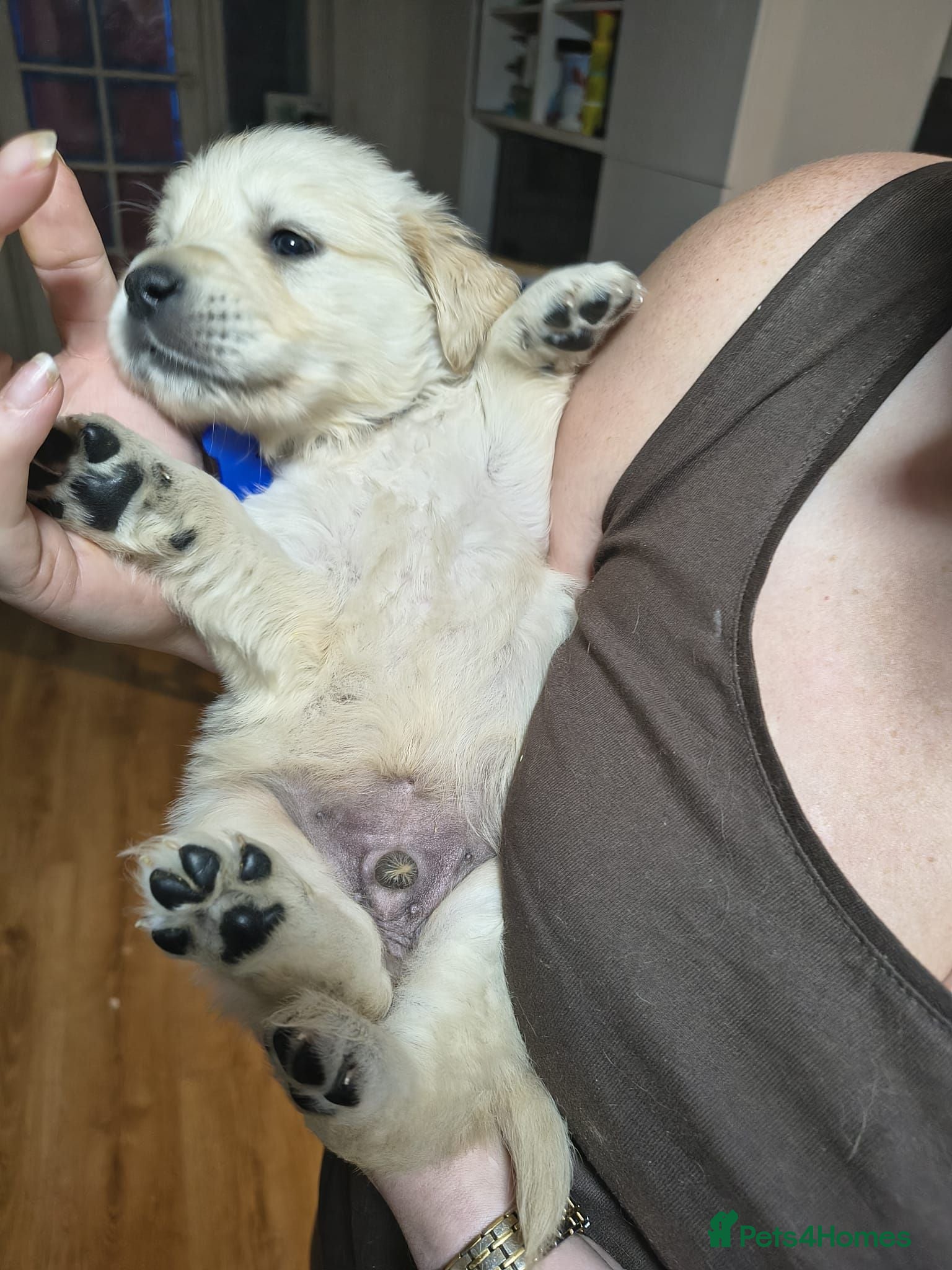 Golden Retriever dogs Fully Health tested Golden Retriever Pups - Advert 2