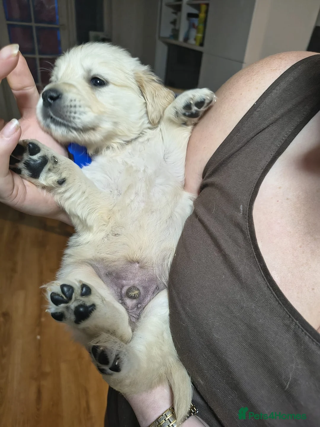 Golden Retriever dogs for sale: Fully Health tested Golden Retriever Pups - Advert 2