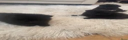 Pomeranian dogs for sale: Pomeranian  in Warrington - Advert 9