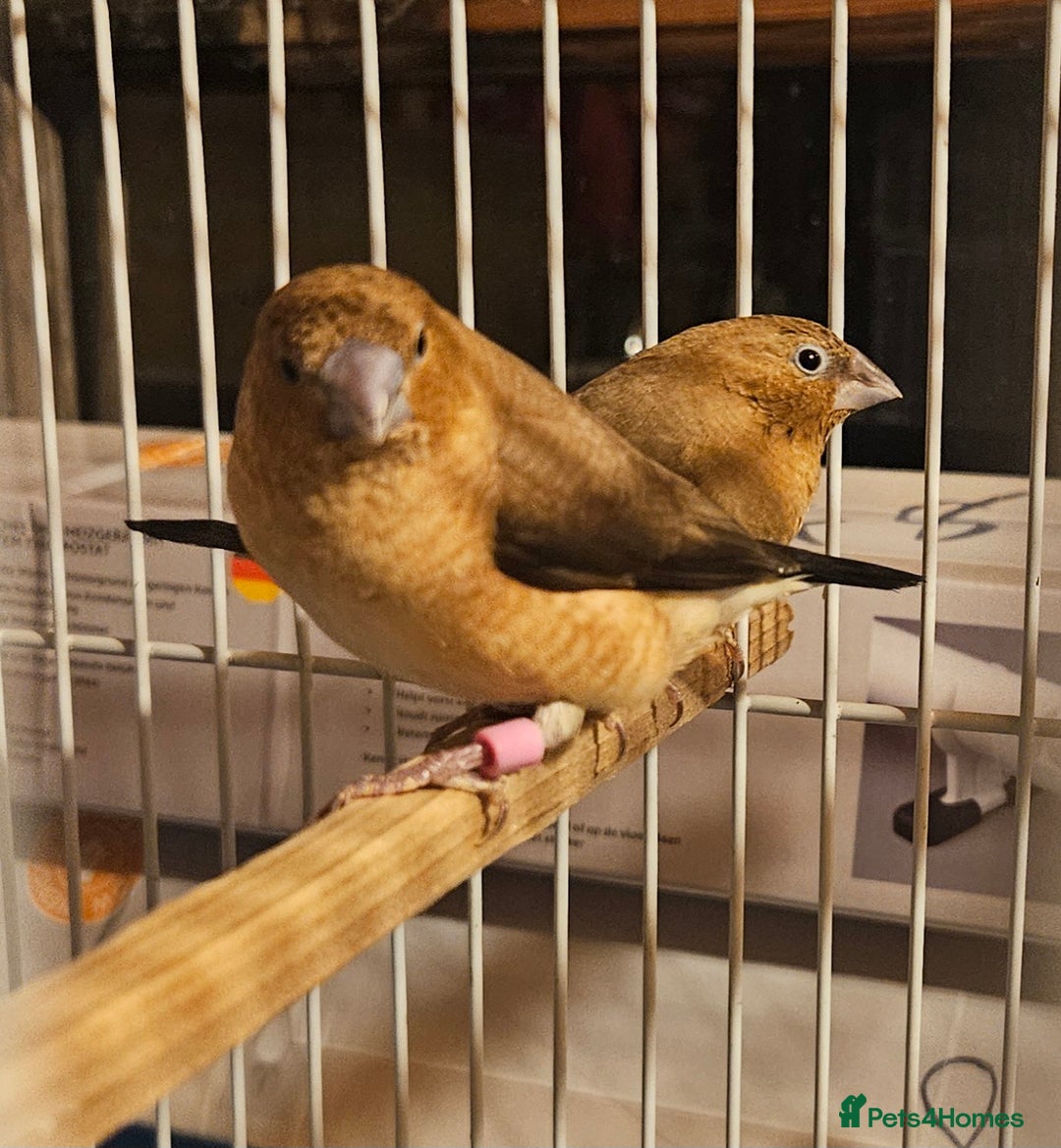 Finches birds for sale: Goldfinches, Bengalese finches & Zebra Finches - Advert 12