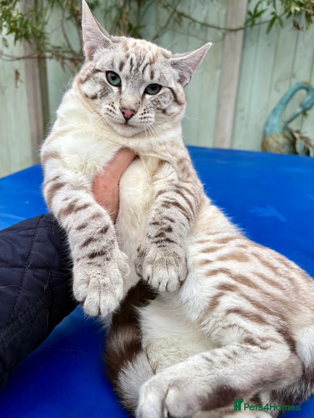 Savannah cats for sale: Breath taking wild looking girl  - Advert 7