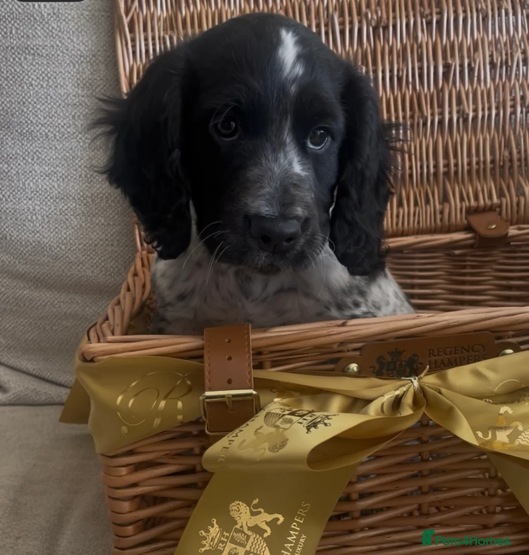 Cocker Spaniel dogs for sale: Handsome Male working cocker spaniel puppy. - Advert 16