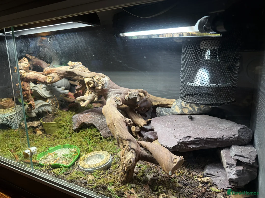 Leopard Gecko reptiles for sale: Leopard Gecko full setup and lizard - Advert 4