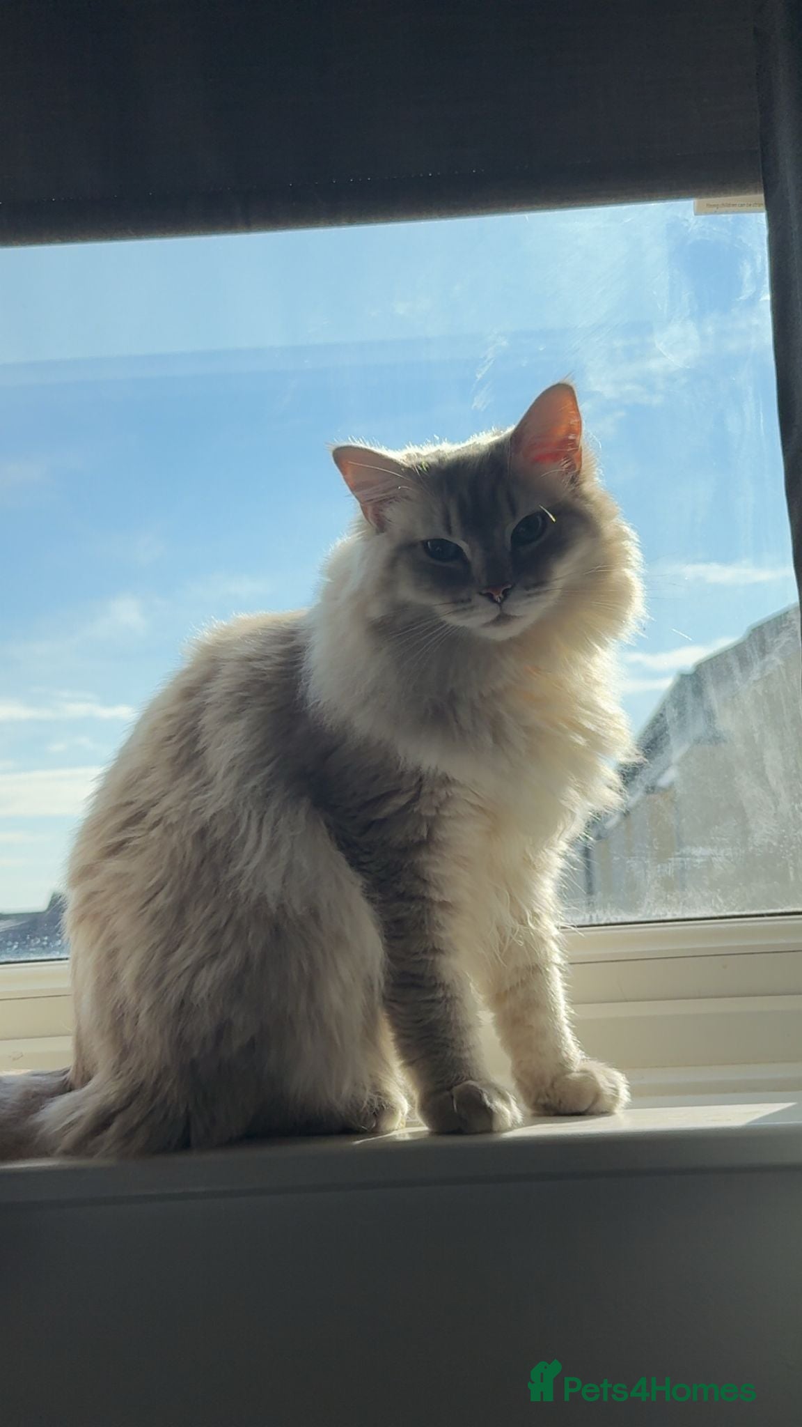 Ragdoll cats Lilac lynx ragdoll boy - Advert 3