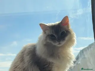 Ragdoll cats Lilac lynx ragdoll boy - Advert 3