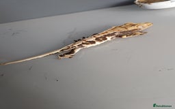 Gecko reptiles for sale: Gecko need gone ASAP  - Image 3