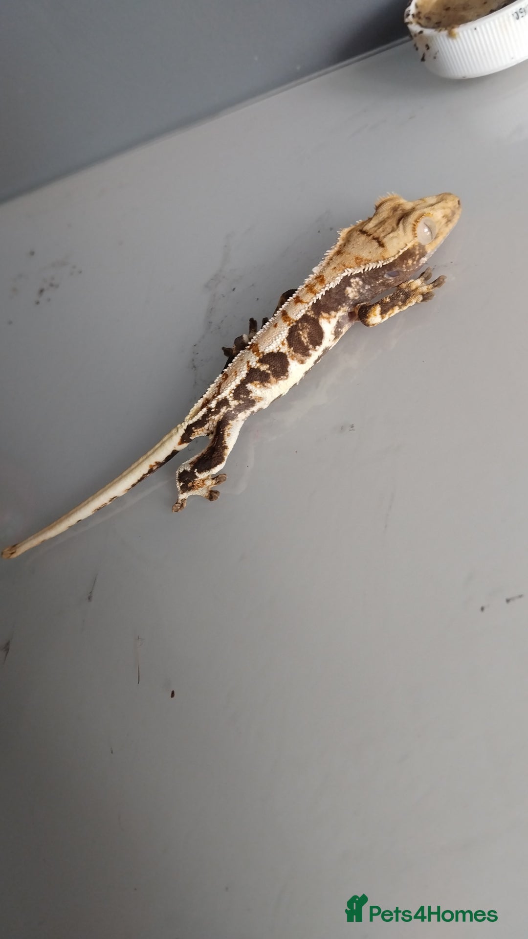 Gecko reptiles for sale: Gecko need gone ASAP  - Image 3