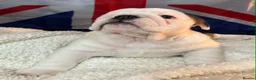 English Bulldog dogs for sale: English bulldog gorgeous pups kc registered  - Advert 24