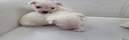 Maltese dogs for sale: Minture Mini Maltese puppies  - Advert 4