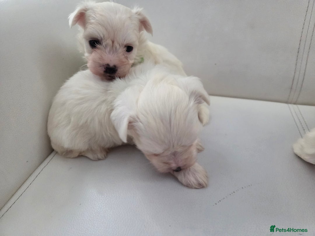 Maltese dogs for sale: Minture Mini Maltese puppies  - Advert 4