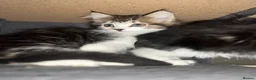 Mixed Breed cats for sale: Super fluffy mixed breed Kittens - Advert 17