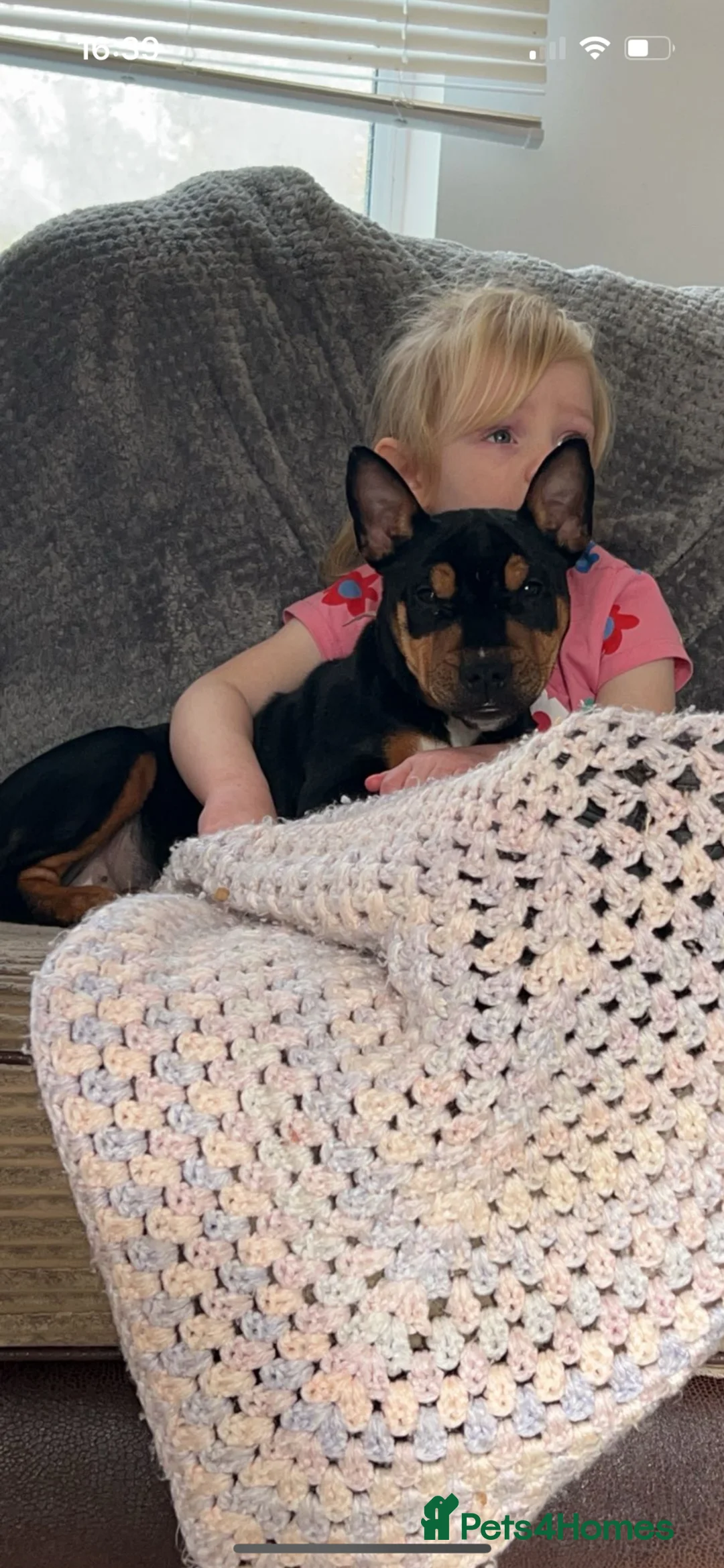 Mixed Breed dogs for sale: Poppy- Looking for forever home  in Grimsby - Advert 2