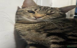 Mixed Breed cats for sale: Loving Hedvig Looking for a New Home ✨ - Advert 1