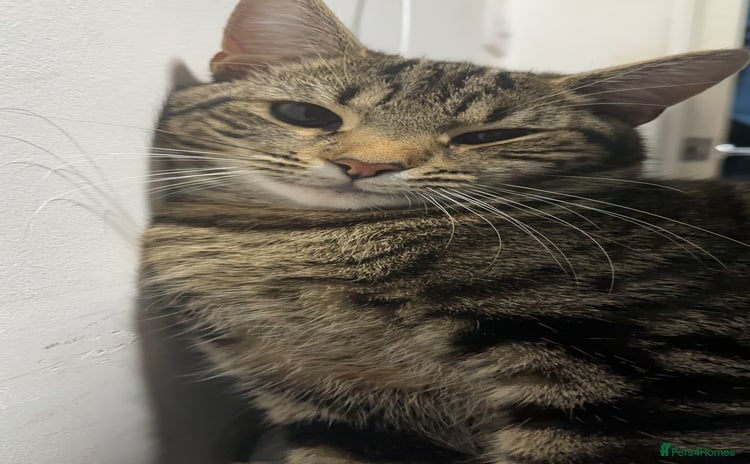 Mixed Breed cats Loving Hedvig Looking for a New Home ✨ - Advert 1