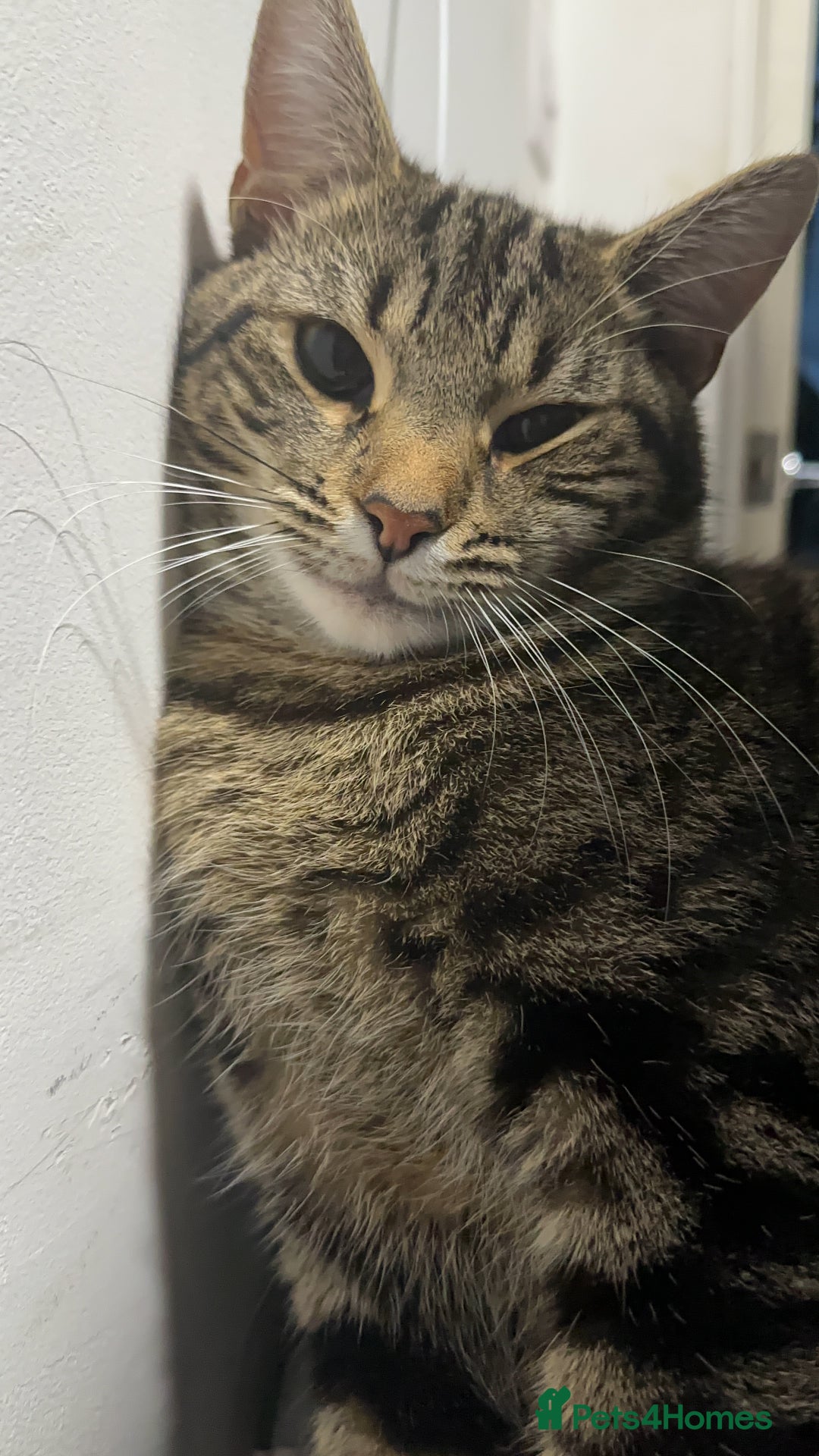 Mixed Breed cats for sale: Loving Hedvig Looking for a New Home ✨ - Advert 1