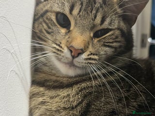 Mixed Breed cats Loving Hedvig Looking for a New Home ✨ - Advert 1