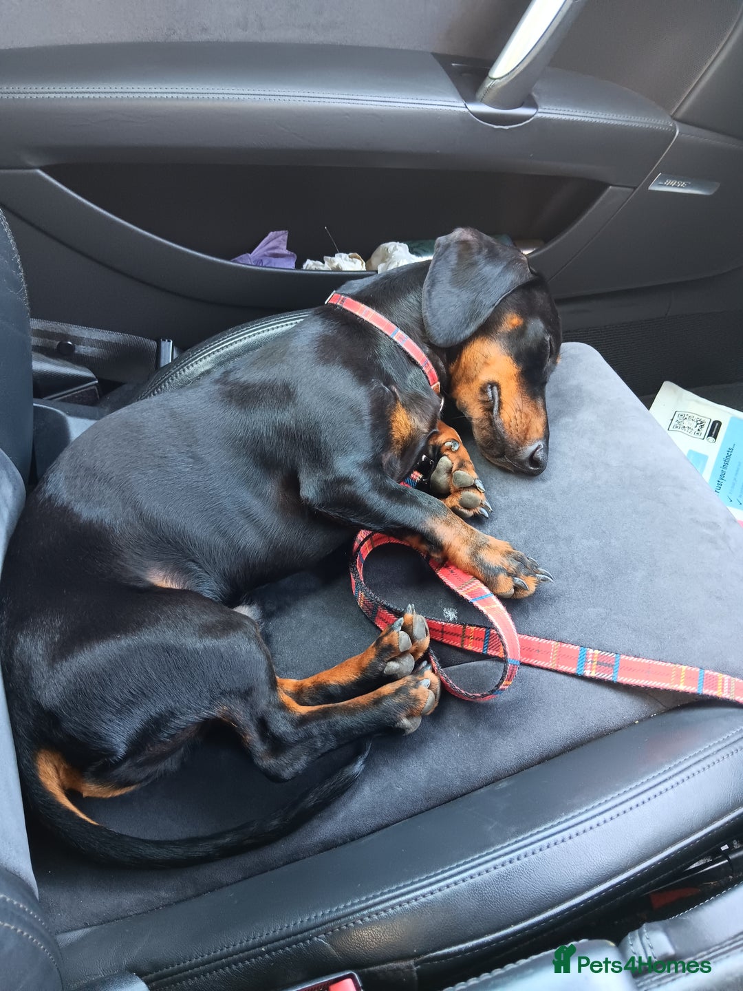 Dachshund dogs for sale: 1 year old Male Dauchund for Sale - Image 4