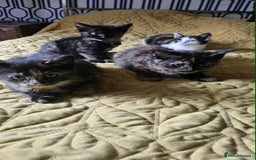British Shorthair cats for sale: PURE BSH KITTENS READY NOW! - Image 18