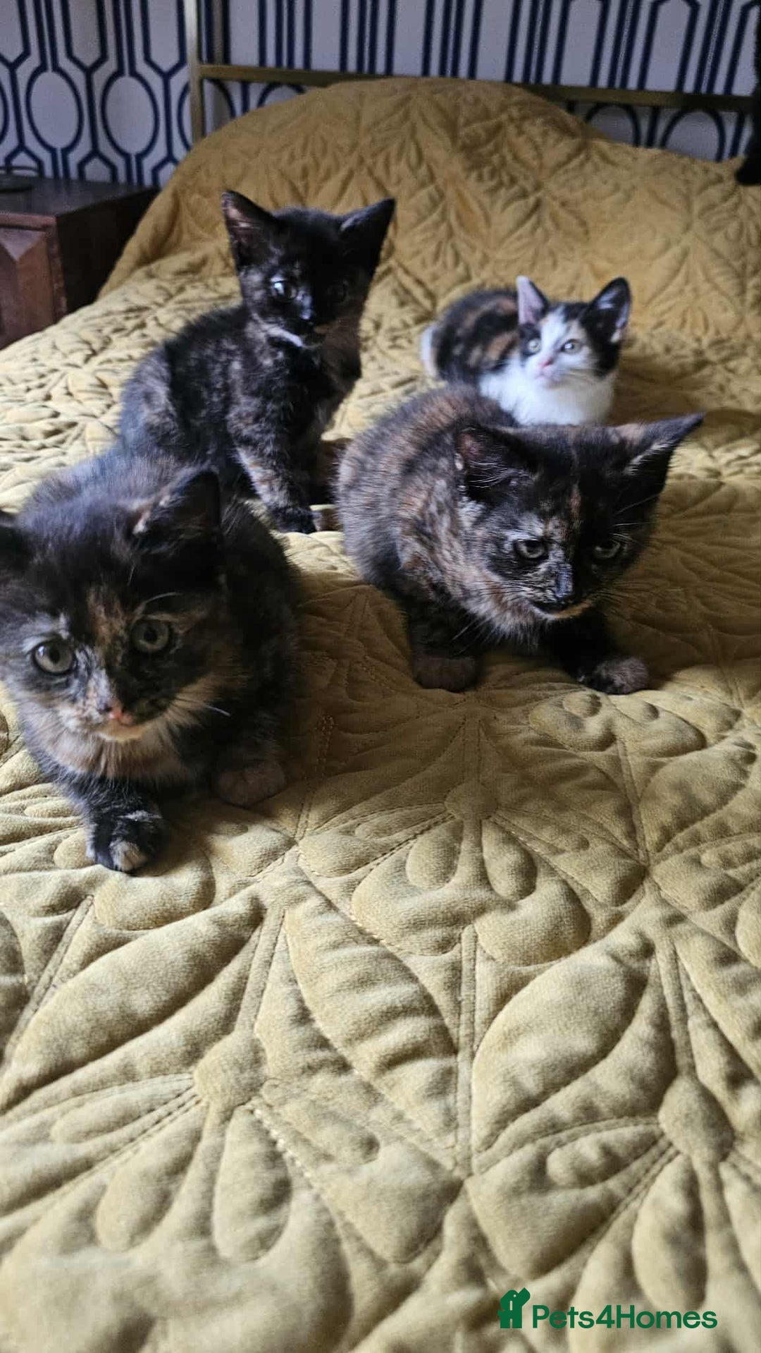 British Shorthair cats for sale: PURE BSH KITTENS READY NOW! - Image 18
