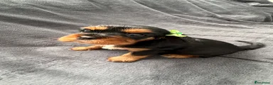 Cavalier King Charles Spaniel 3