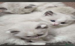 Ragdoll cats for sale: Cattiness Ragdoll - Image 2