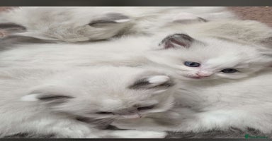Ragdoll cats - Advert 8