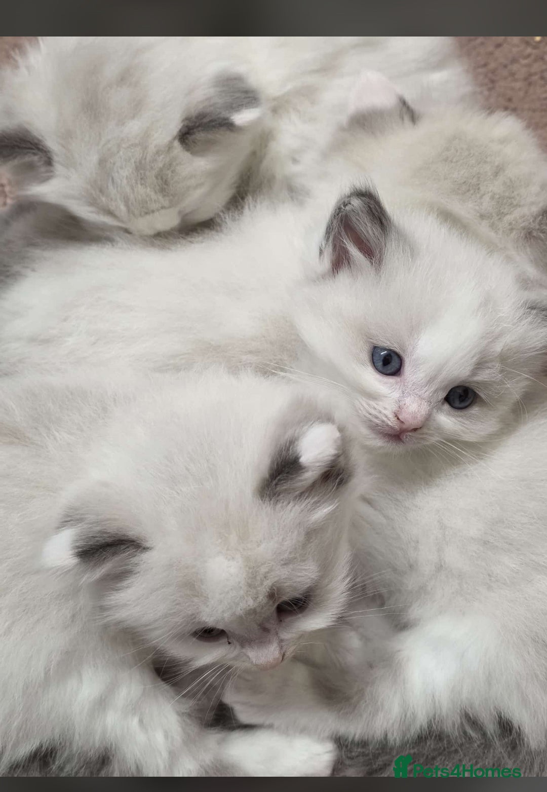 Ragdoll cats for sale: Cattiness Ragdoll - Image 2