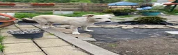 Mixed Breed dogs for adoption: ❤️🐶 TOSCA – A LITTLE RAY OF SUNSHINE in Nottingham - Advert 11