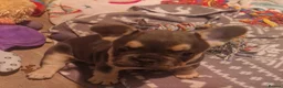 French Bulldog dogs for sale: 2 stunning fluffy carrier frenchbulldog puppys - Advert 7