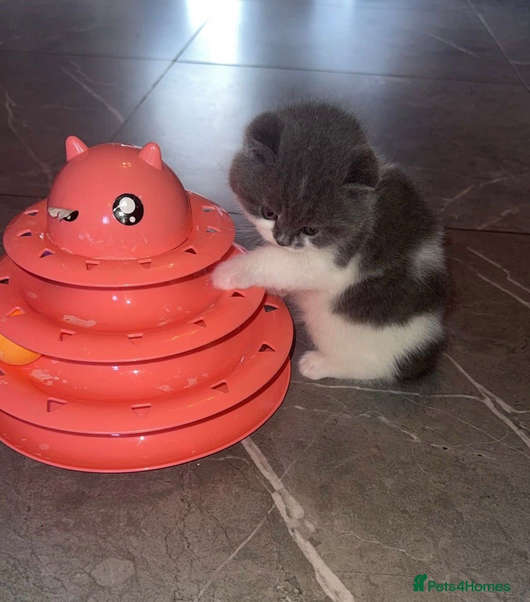 British Shorthair cats for sale: GCCF registered male 🩵  - Advert 2