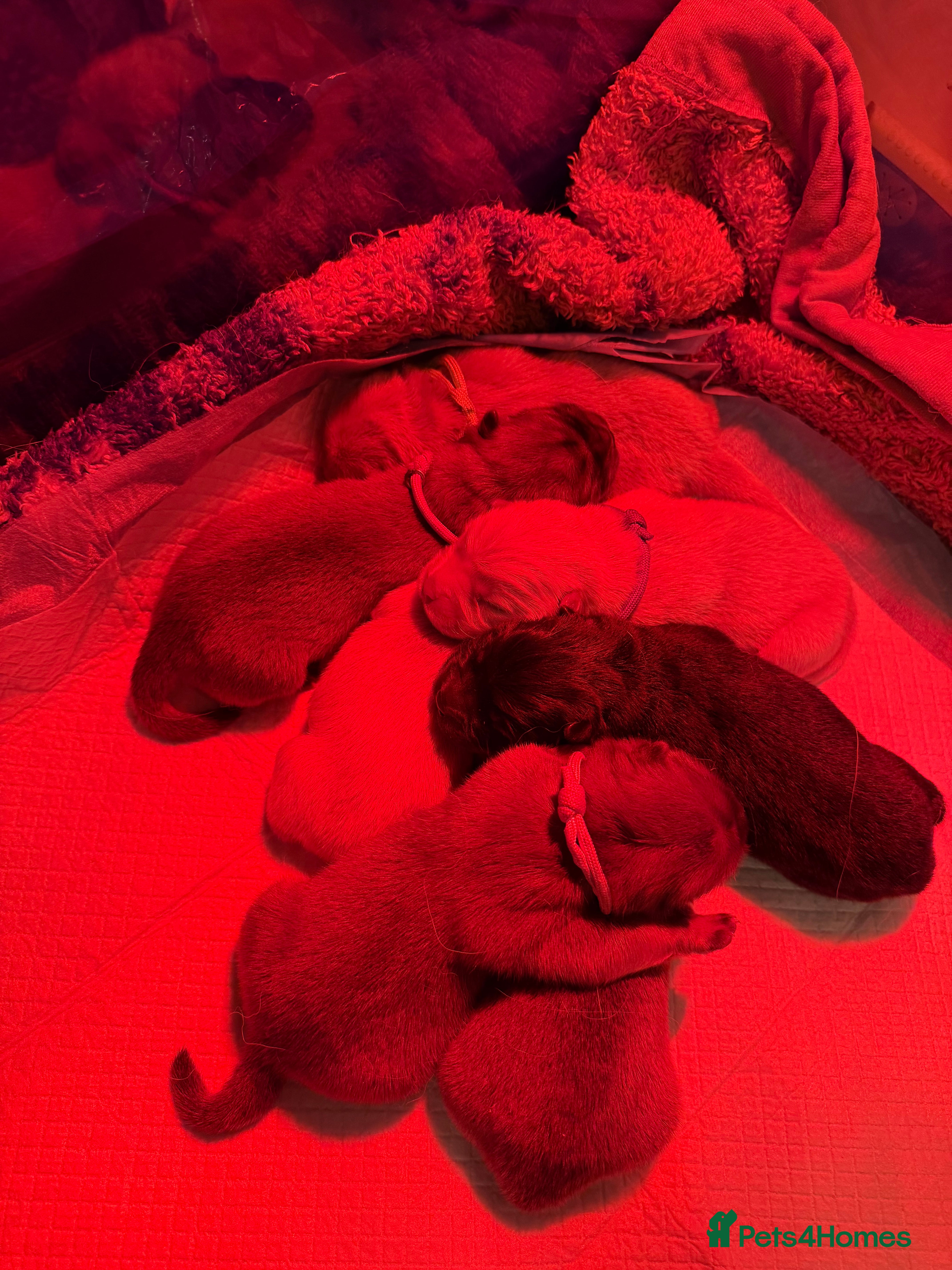 Chow Chow dogs KC Registered Chow Chow Puppies ❤️ - Advert 5