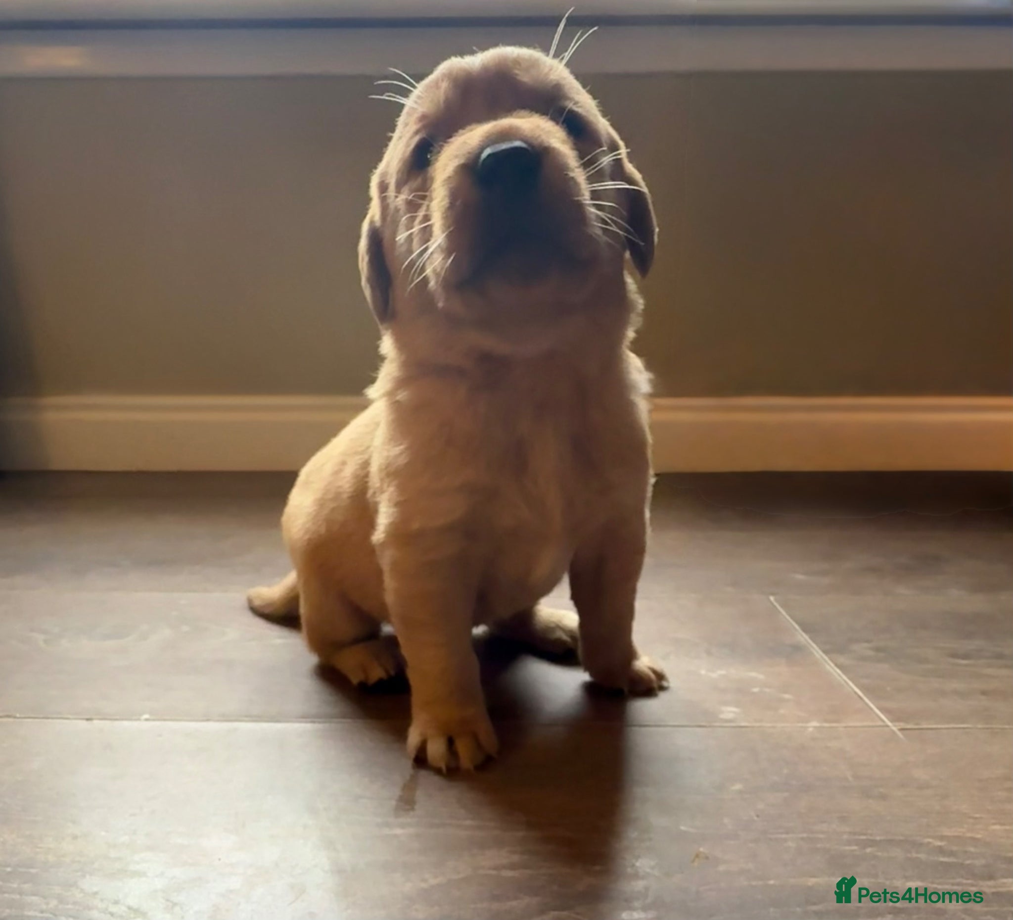 Labrador Retriever dogs Fox red and yellow/white Labrador pups - Advert 1