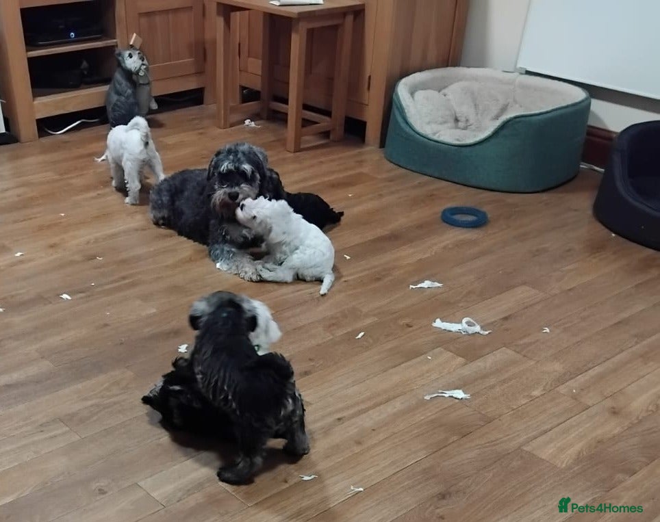 Miniature Schnauzer dogs Miniature Schnauzer Pups - Advert 4