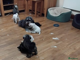 Miniature Schnauzer dogs Miniature Schnauzer Pups - Advert 17