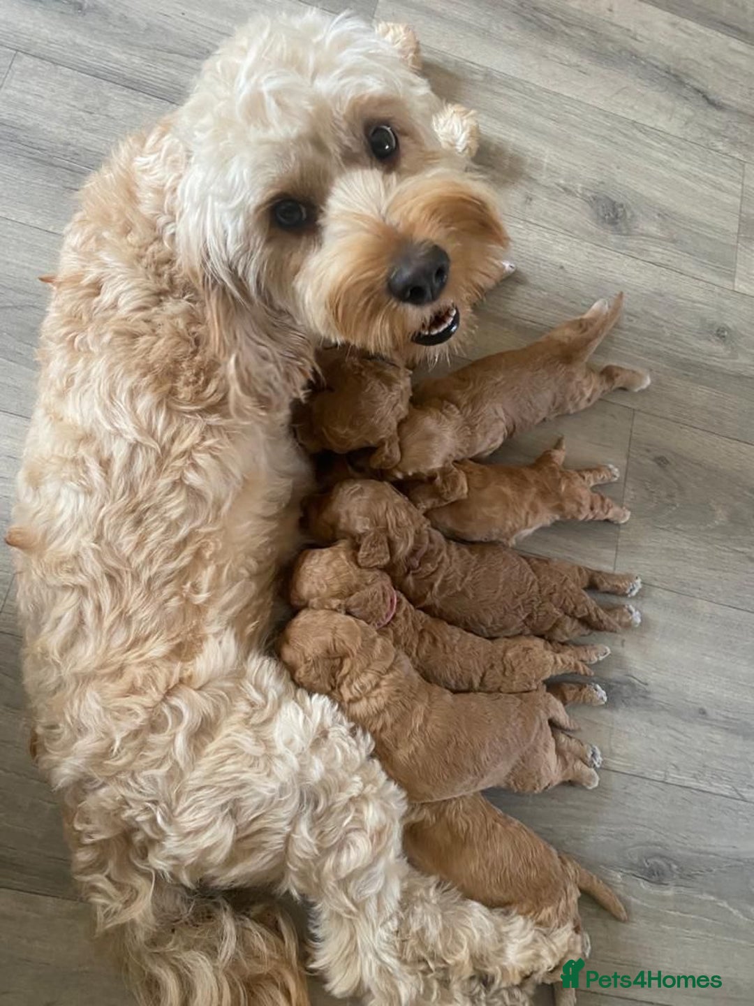 Miniature Poodle dogs for stud: KC Registered, health tested toy poodle stud dogs  in Exeter - Advert 8
