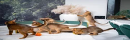 Abyssinian cats for sale: Stunning Wild Ruddy Abyssinian|TICA|Super friendly - Advert 35